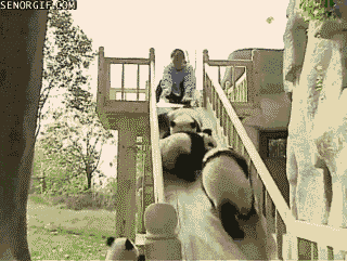 funny-gifs-pandas-playing-on-a-slide.gif